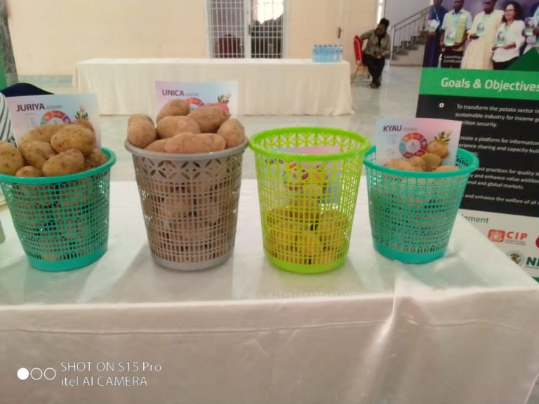 Towards achieving food security: federal agric ministry unveils National potato strategy plan 2023-2028